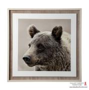 Bear Focus Bear Focus